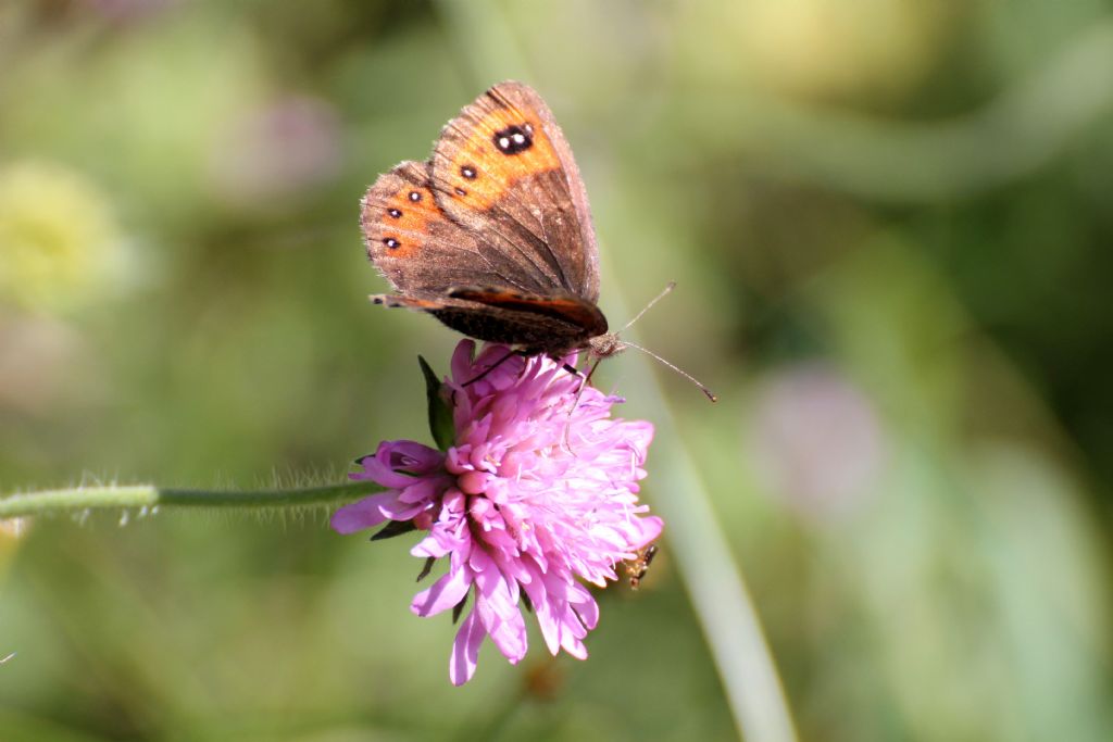 Erebia triaria